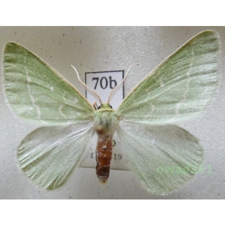 Thetidia smaragdaria (Fabricius, 1787) Czech70b